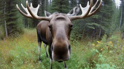 Large Bull Moose Standing In A Forest Clearing