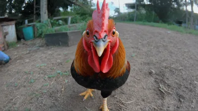 Rooster Walking Towards Camera In Rural Farm Setting