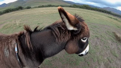 Close Up Of A Donkey Standing In A Field
