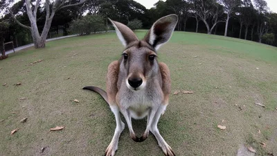 Kangaroo Standing On Grass Looking At Camera