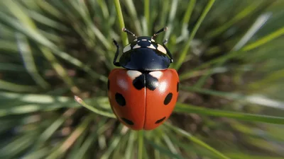 Seven Spotted Ladybug Resting On Green Pine Needles
