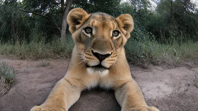 Young Lion Cub Looking Directly Into Camera Lens