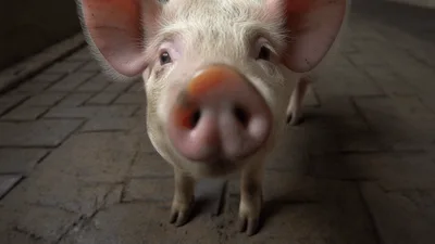 Young Piglet Looking Directly Into The Camera Lens