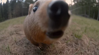 Quokka Approaches Camera and Sniffs Lens in Forest
