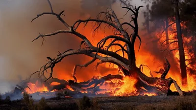 Intense Forest Fire Consuming A Large Fallen Tree