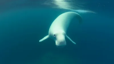 Beluga Whale Swimming Underwater in Deep Blue Ocean