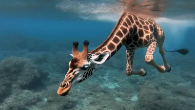 Giraffe Swimming Underwater In Clear Tropical Ocean Water