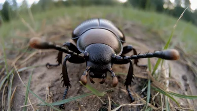 Black Ground Beetle Crawling on Sandy Ground