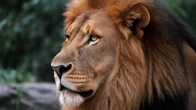 Majestic Male Lion Looking Around In Nature