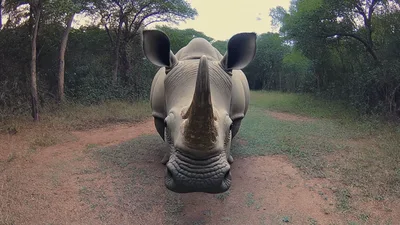 White Rhino Standing Still In A Forest Clearing