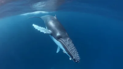 Humpback Whale Swimming Slowly Through Deep Blue Ocean