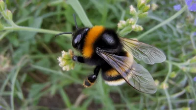 Bumblebee Foraging On A Small Wildflower