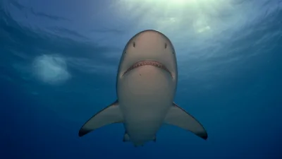 Caribbean Reef Shark Swimming Towards Camera Underwater