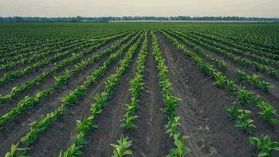 Aerial View Of Young Tobacco Plants In Agricultural Field