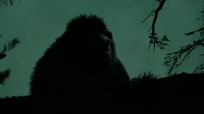 Dark Gorilla Silhouette With Glowing Eyes In Misty Forest