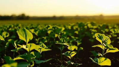 Young Green Soybean Sprouts Growing In A Sunny Field