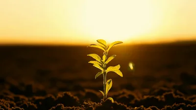 Small Green Plant Growing In Soil At Sunset