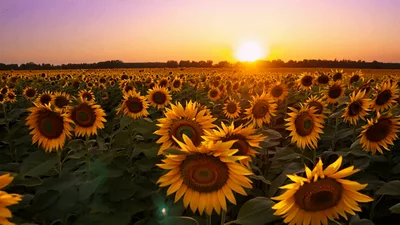 Sunflowers Swaying Gently In A Field At Sunset