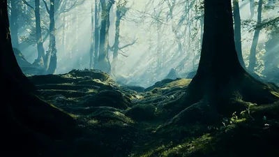 Cinematic Sunlight Beams Through Ancient Mossy Forest Trees