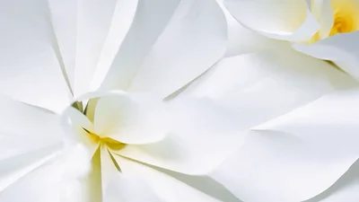 Paper Flowers Blooming On A White Background