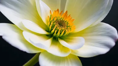 Time Lapse Of A White And Purple Flower Blooming