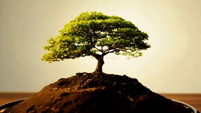 Bonsai Tree Growing With Sun Flare Background