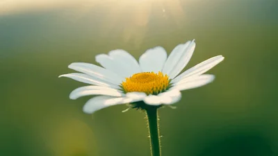 Single White Daisy Flower Swaying In Gentle Breeze