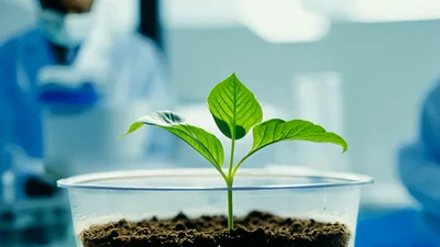 Small Green Plant Growing In Laboratory Setting
