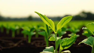 Young Green Seedlings Growing In Fertile Soil