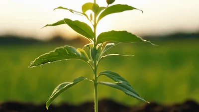 Young Green Plant Growing In Fertile Soil At Sunset