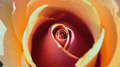 Macro Time Lapse Of A Blooming Rose Flower