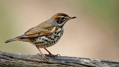Wood Thrush Perched on a Log Looking Around