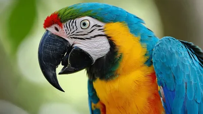 Close Up Portrait Of A Colorful Macaw Parrot
