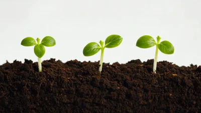 Three Small Green Seedlings Growing From Dark Soil