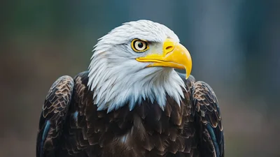 Bald Eagle Turning Head Against Blurred Background