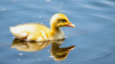 Cute Yellow Duckling Swimming Calmly In Blue Water