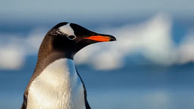 Gentoo Penguin Standing Still In Antarctica