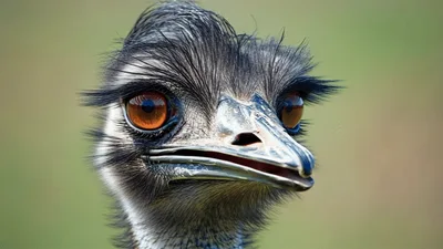 Close Up Portrait Of An Emu Looking Around