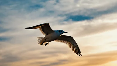 Seagull Flying Against A Dramatic Sunset Sky