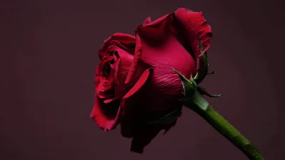 Single Red Rose Slowly Wilting Against Dark Background