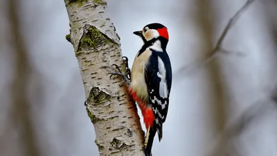 Great Spotted Woodpecker Perched On A Birch Tree