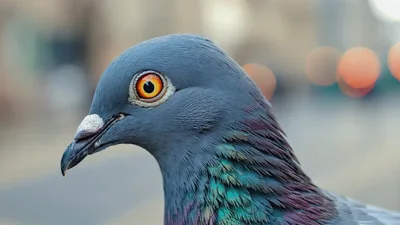 Close Up Portrait Of A Pigeon Blinking