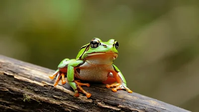 Green Tree Frog Resting On A Wooden Branch