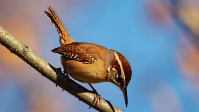 Carolina Wren Perched On A Tree Branch