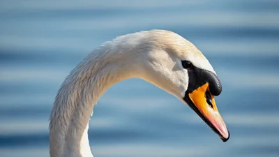 Close Up Of A Mute Swan Lowering Its Head