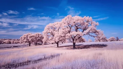 Infrared Landscape Featuring Large Trees In A Meadow