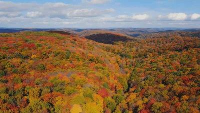 Aerial View Of Vibrant Autumn Forest Landscape