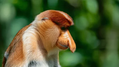 Proboscis Monkey Sitting Still In Tropical Forest