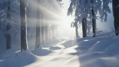 Sunlight Beams Through Snowy Winter Forest Trees