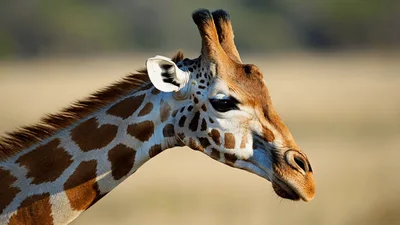 Close Up Portrait Of A Giraffe In The Wild
